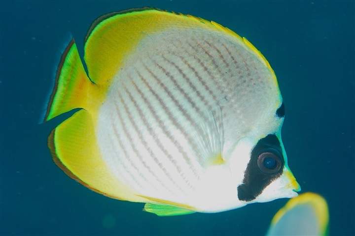 Philippine Butterflyfish