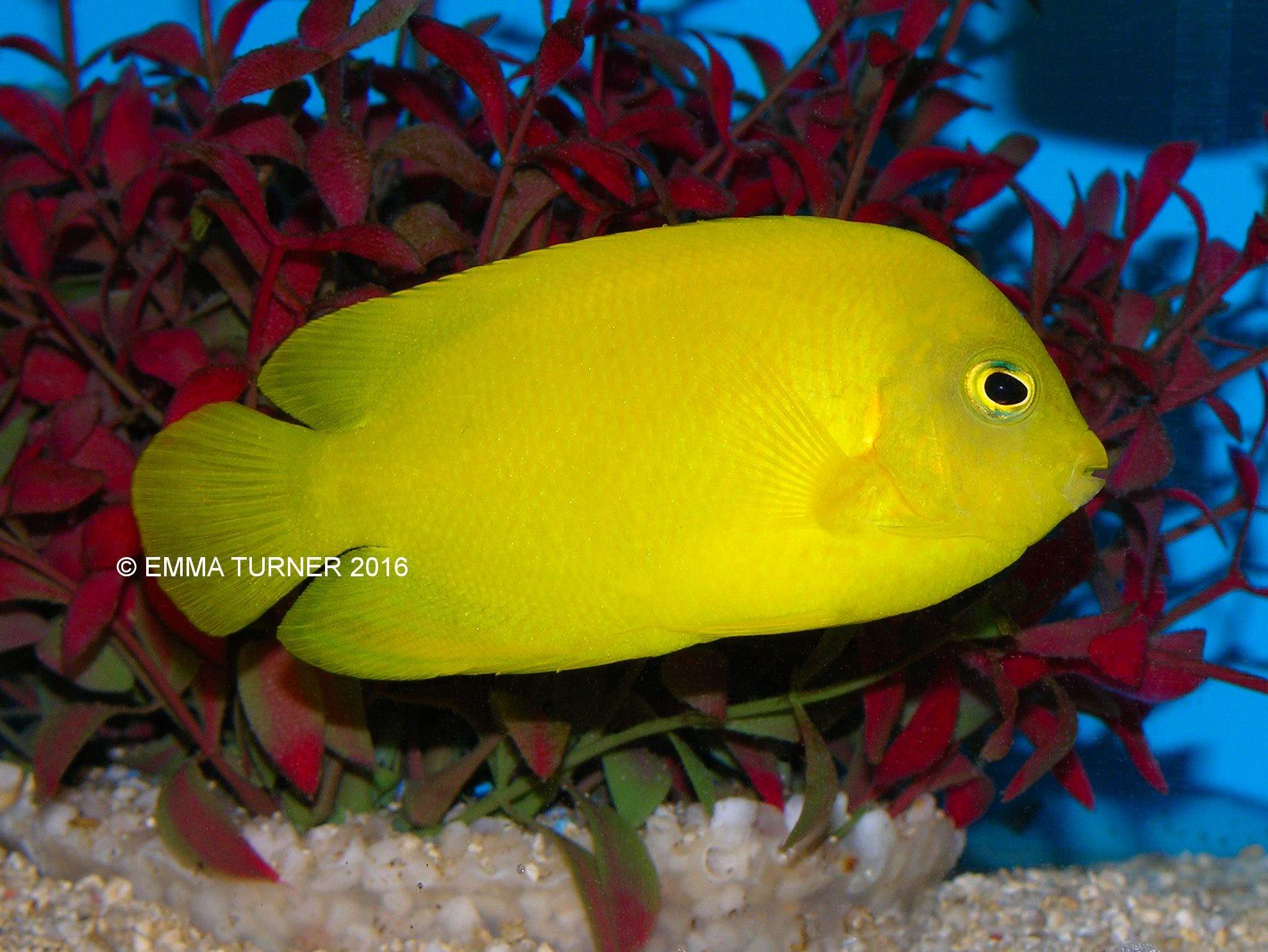 Herald's Angelfish
