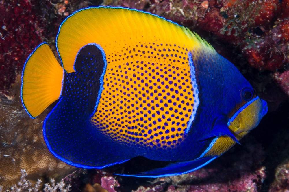 Majestic Angelfish