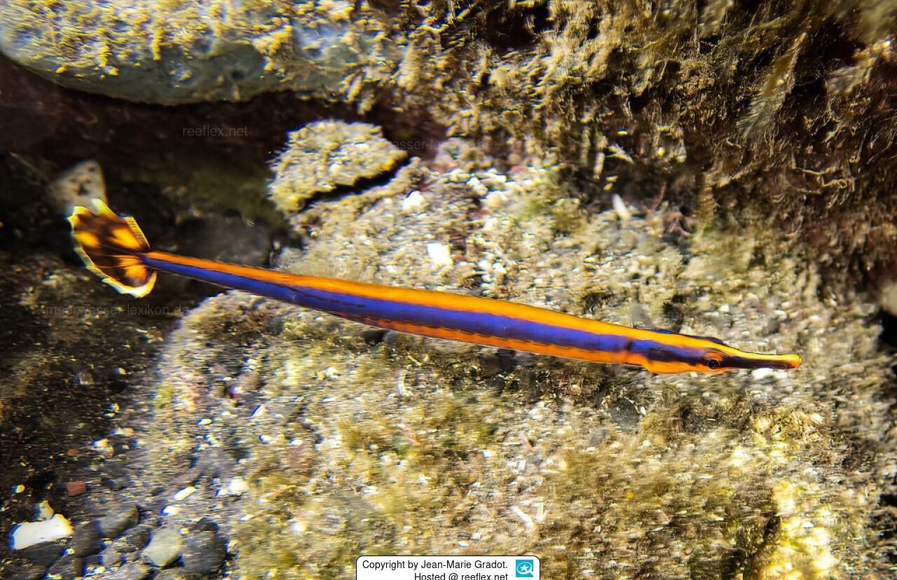 Double-Ended Pipefish