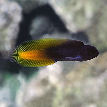 Yellowtail Black Blenny