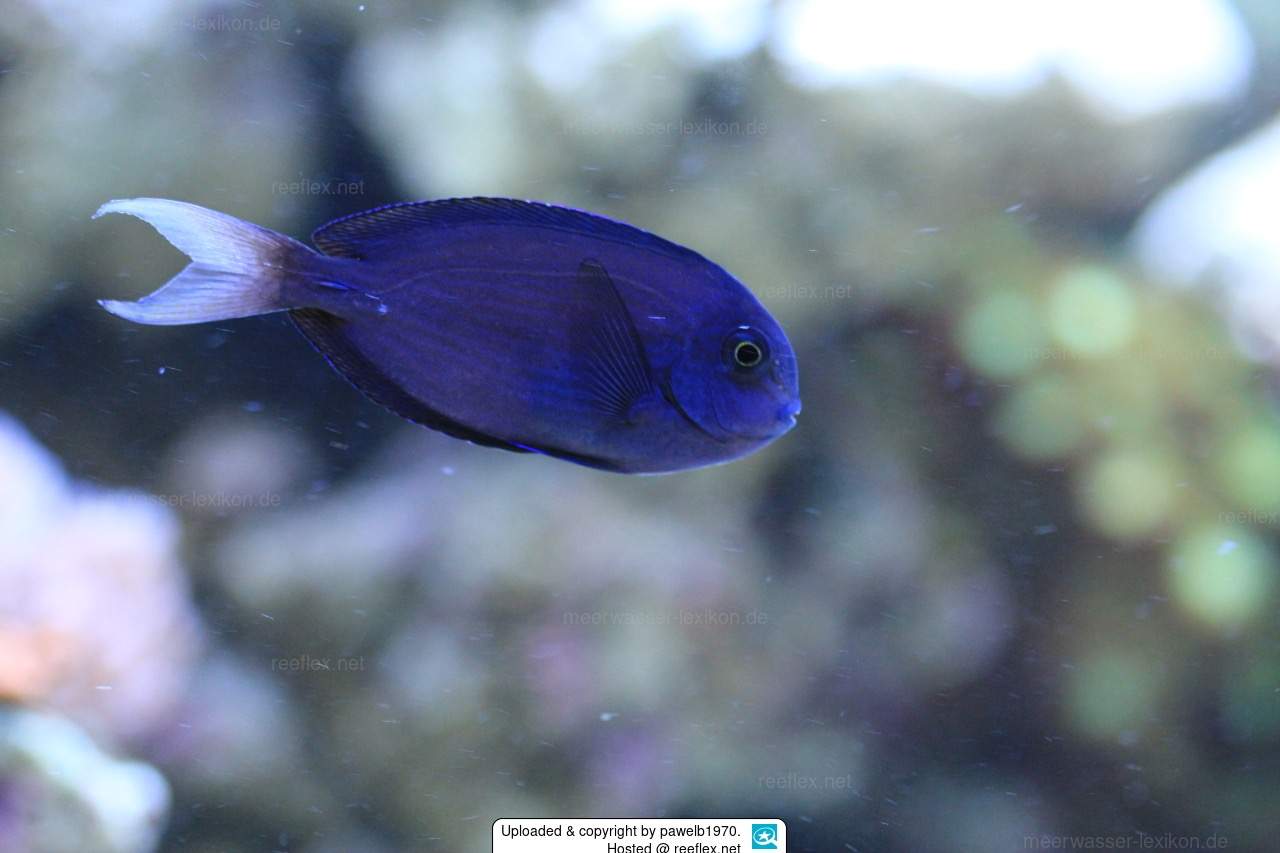 Bluelined Surgeonfish