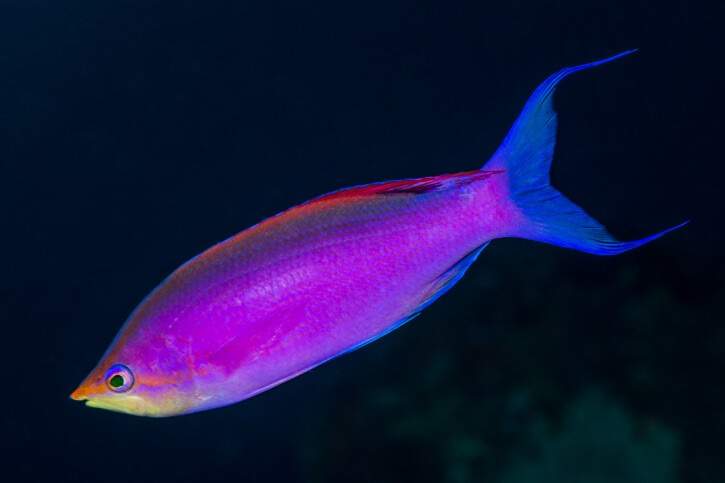 Purple Queen Anthias