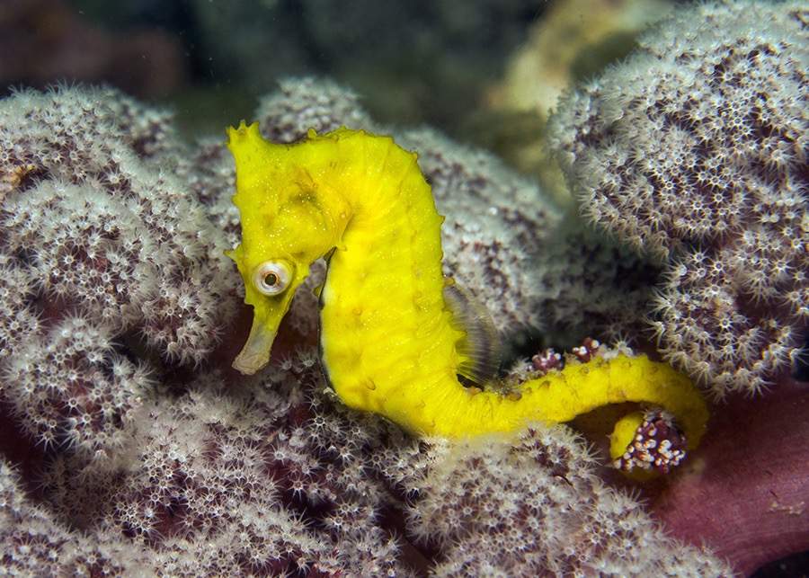 Fisher's Seahorse