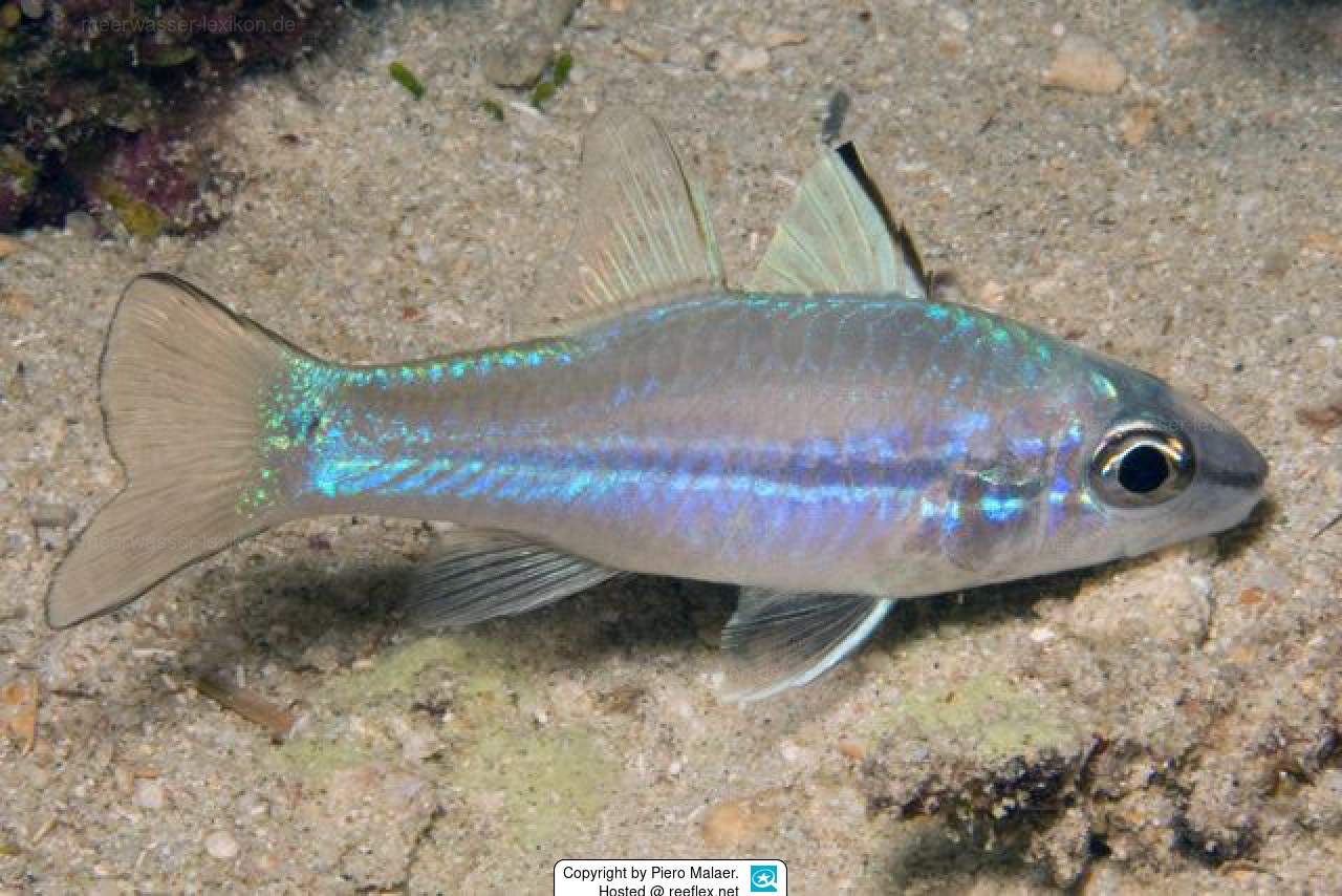 Narrowstripe Cardinalfish