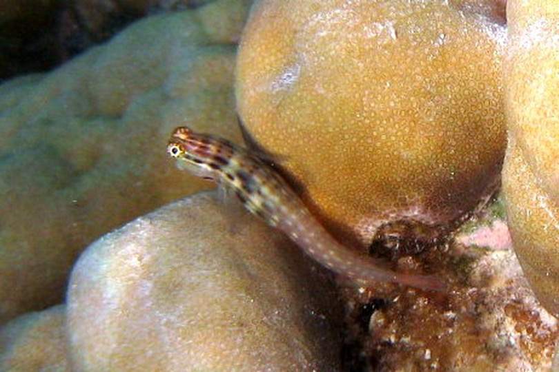 Yaeyama Blenny