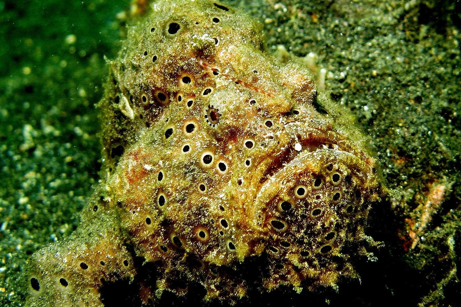 Painted Frogfish