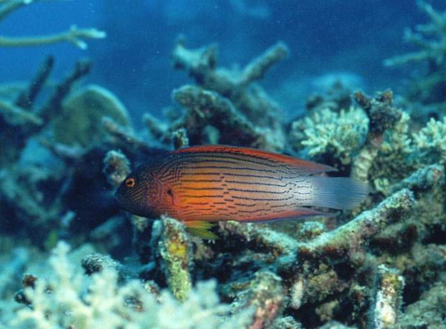 Black-Striped Dottyback