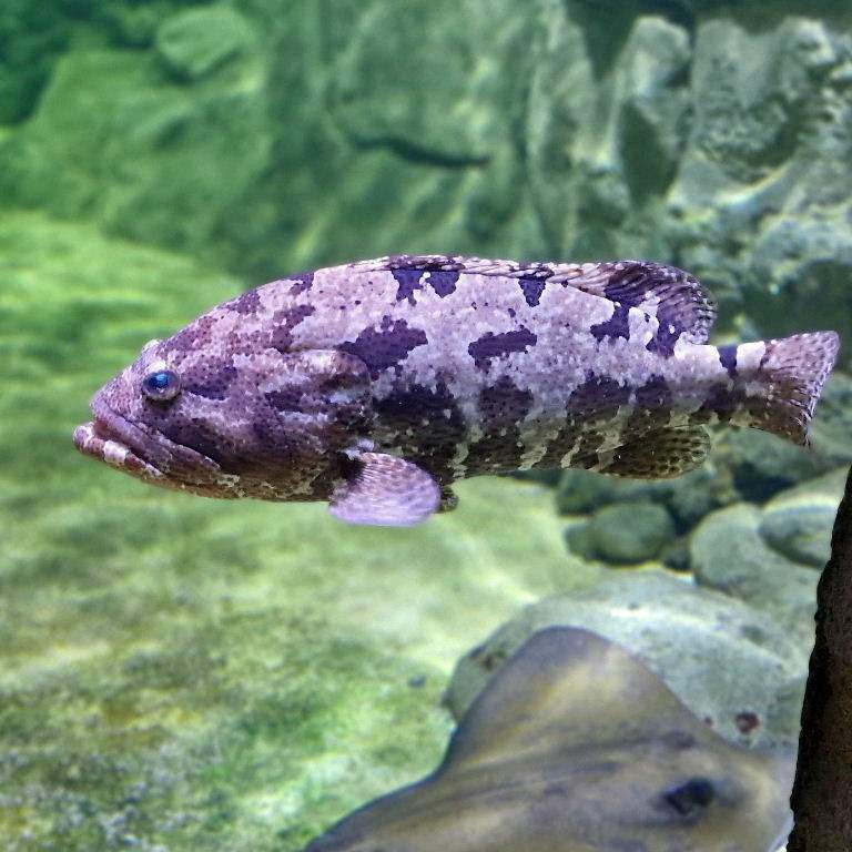 Brown-marbled Grouper