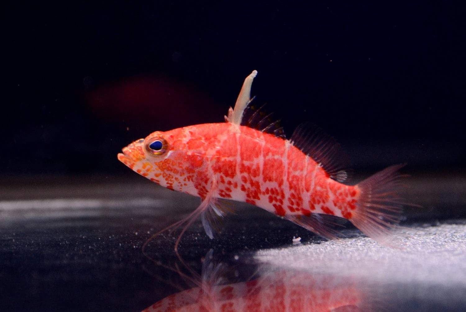 Smooth Anthias