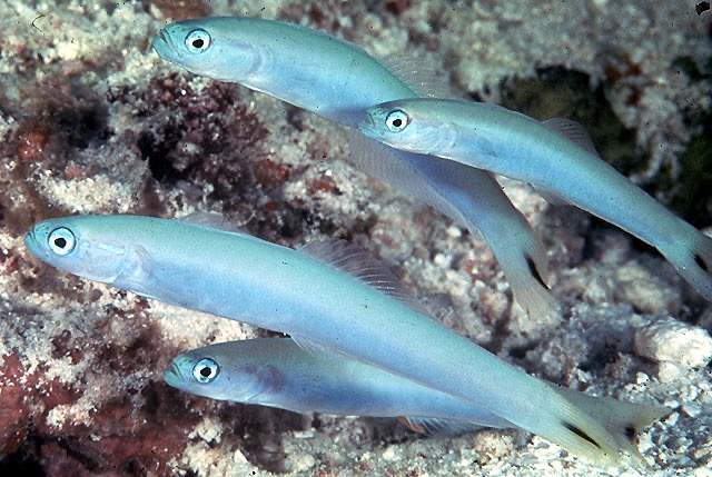 Tail-Spot Dartfish