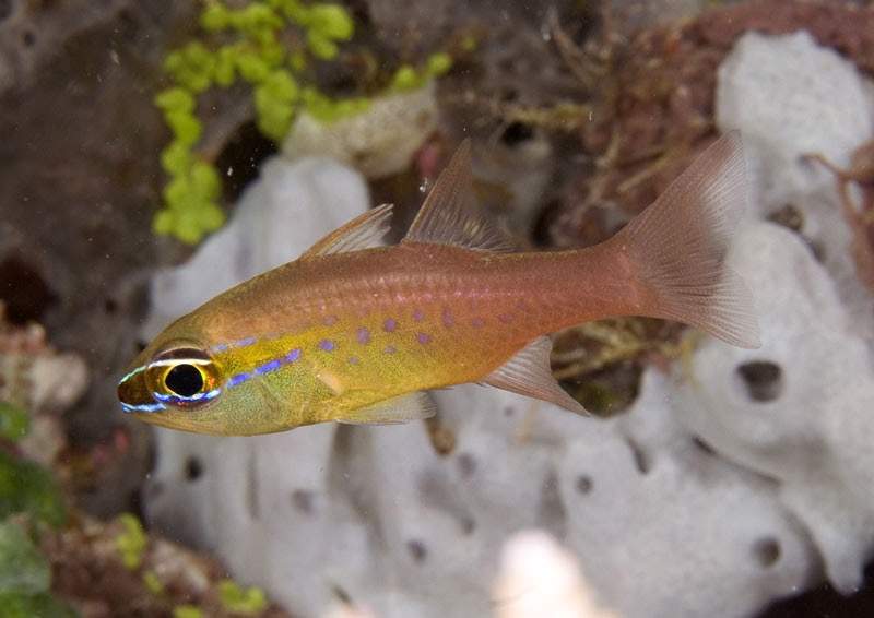 Half-Barred Cardinalfish