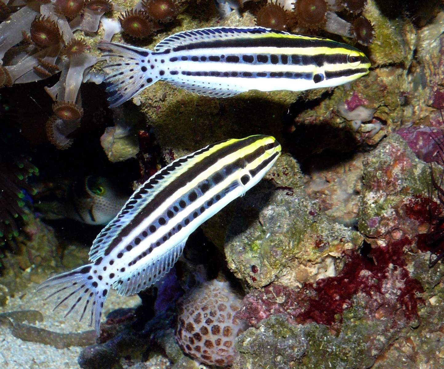 Striped Fangblenny
