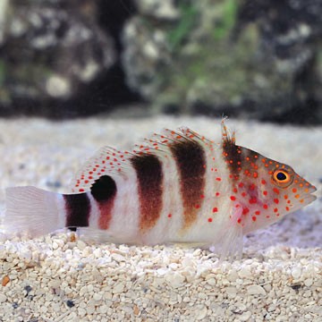 Redspotted Hawkfish