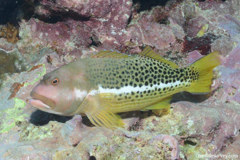 Halfspotted Hawkfish