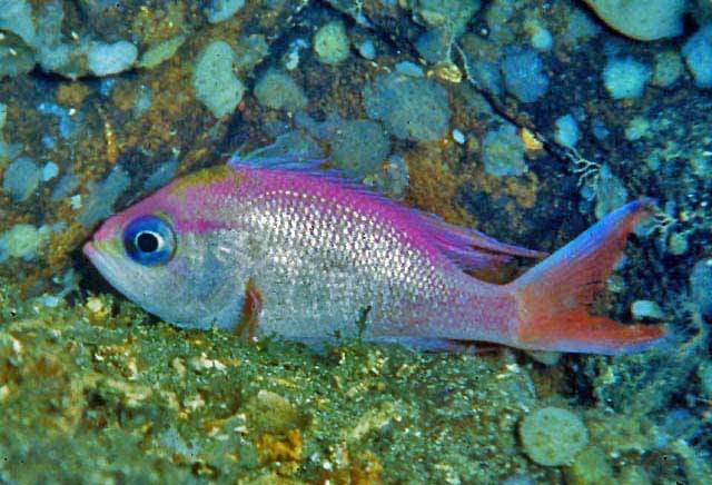 Cuban Anthias