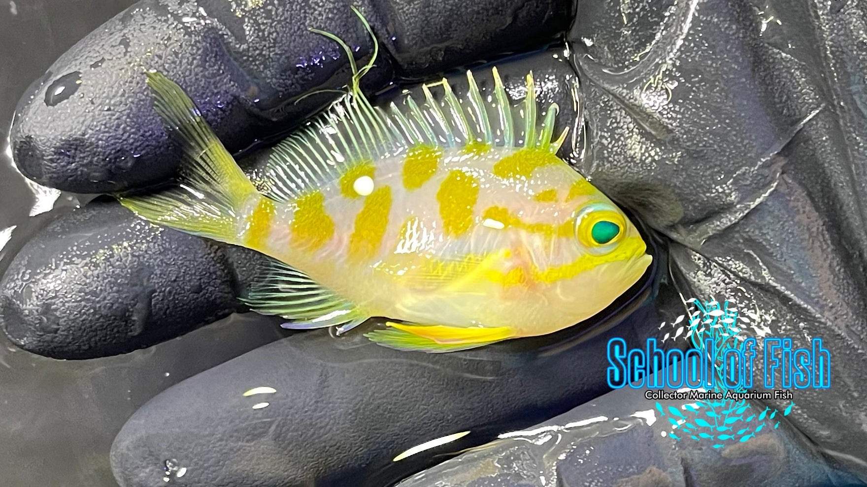 Borbonius Anthias