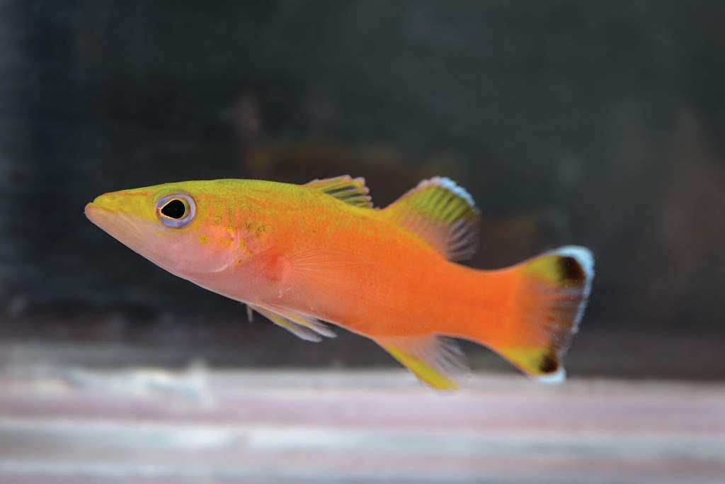 Cave Basslet