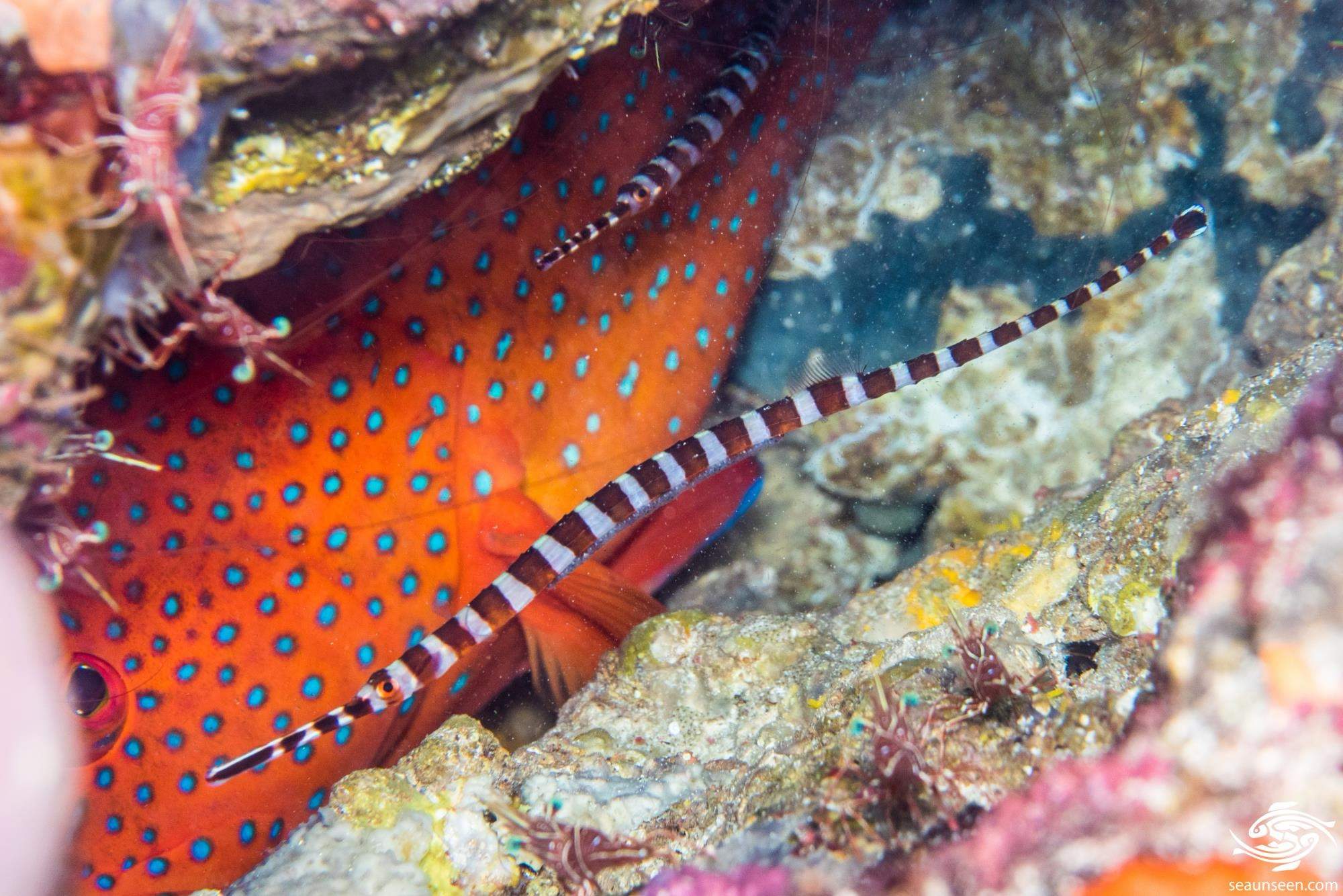 Boyle's Pipefish