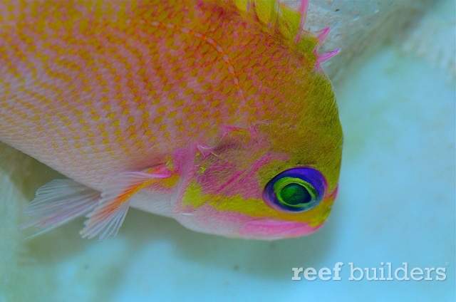 Yellow-Spotted Anthias