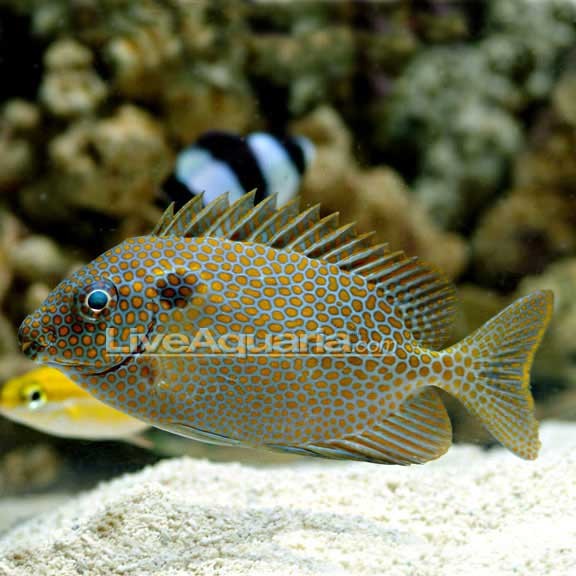 Goldspotted Rabbitfish