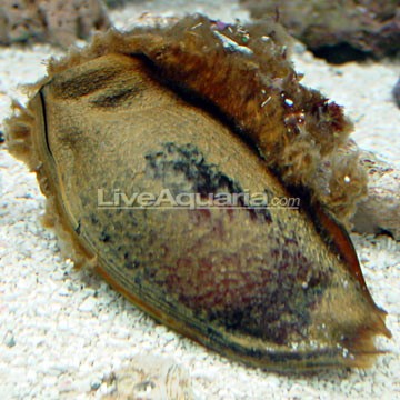 Bamboo Shark