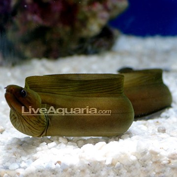 Garden Eel EXPERT ONLY