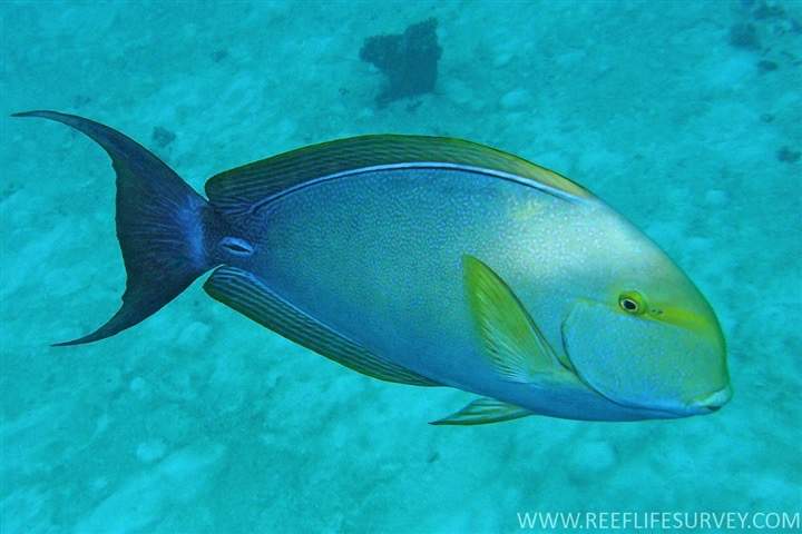 Yellowfin Surgeonfish