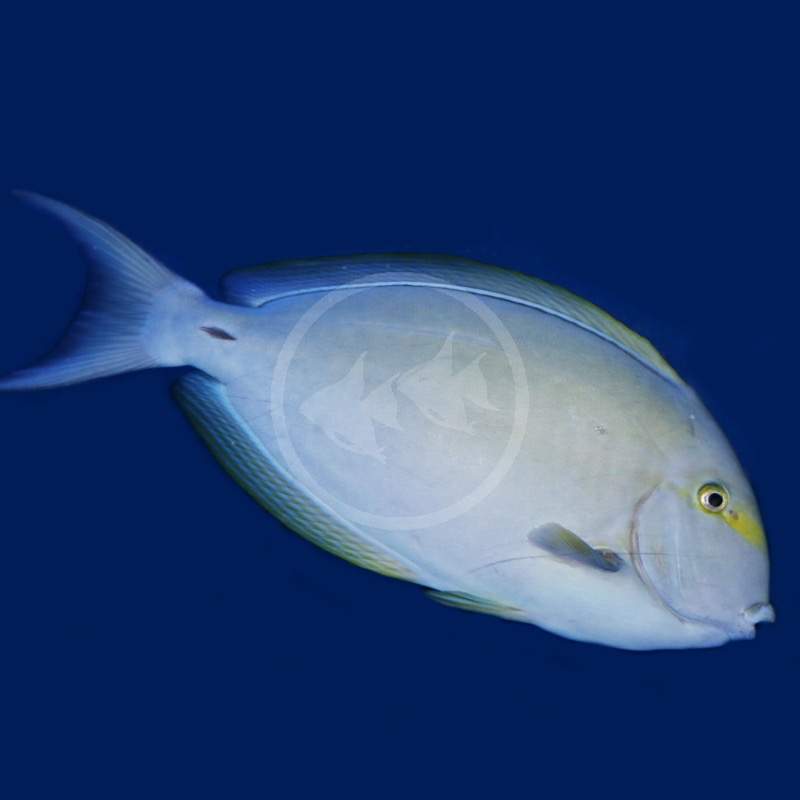 Elongate Surgeonfish