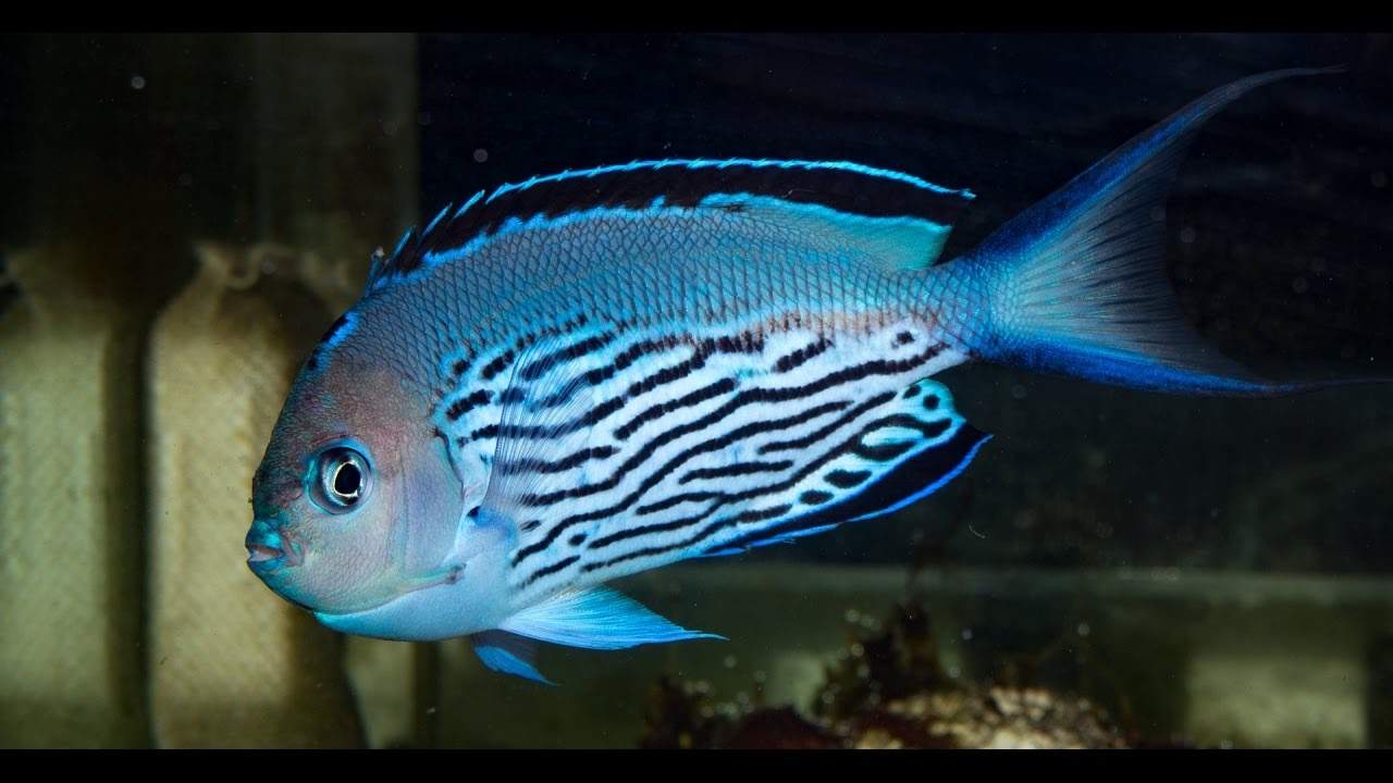 Watanabe's Angelfish