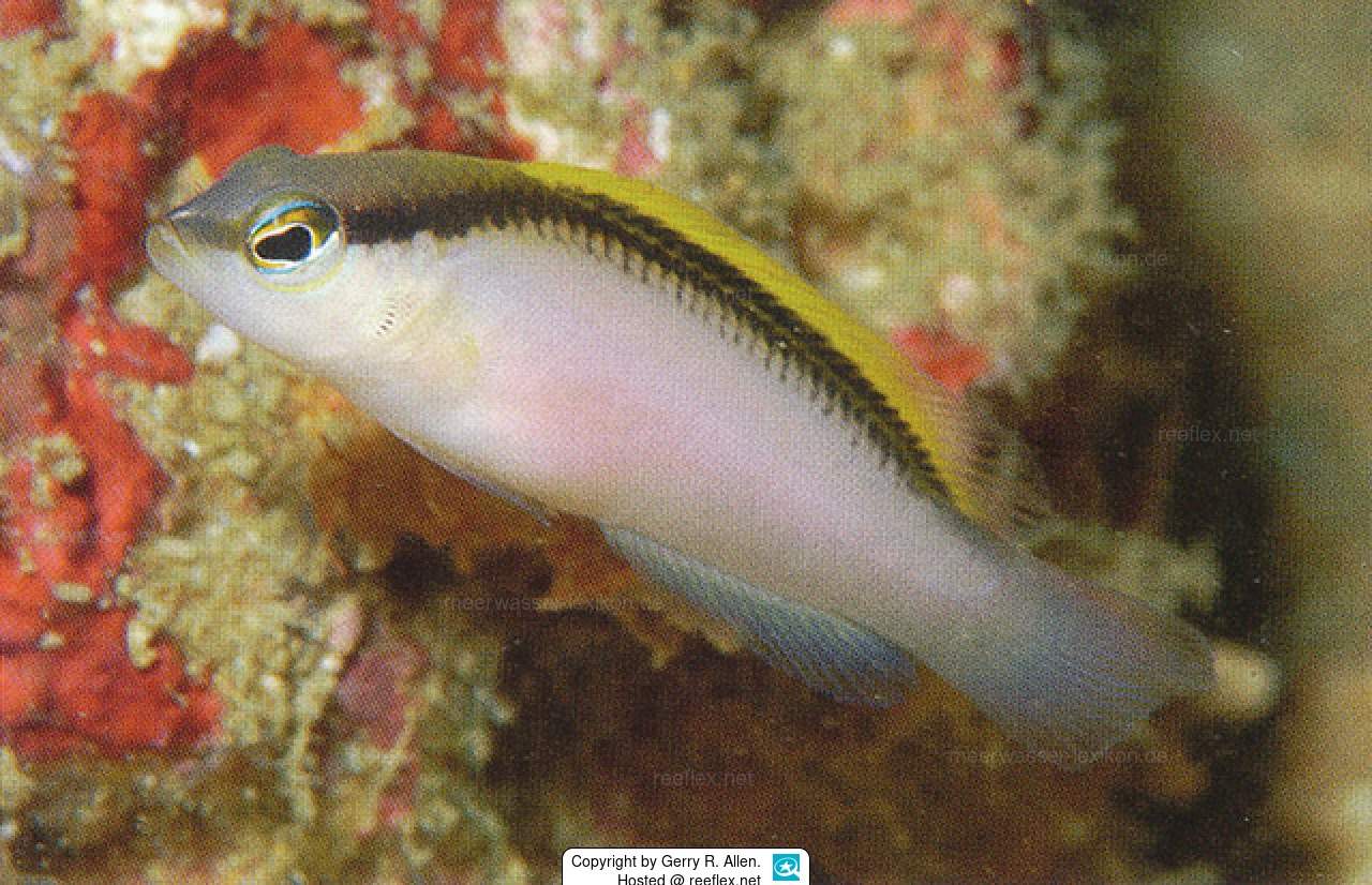 James' Dottyback