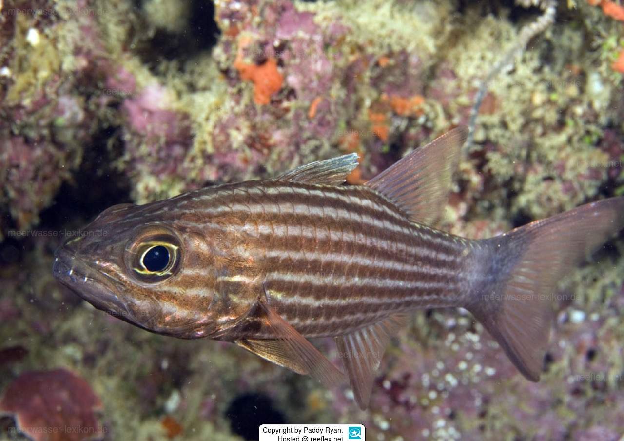 Large-Toothed Cardinalfish