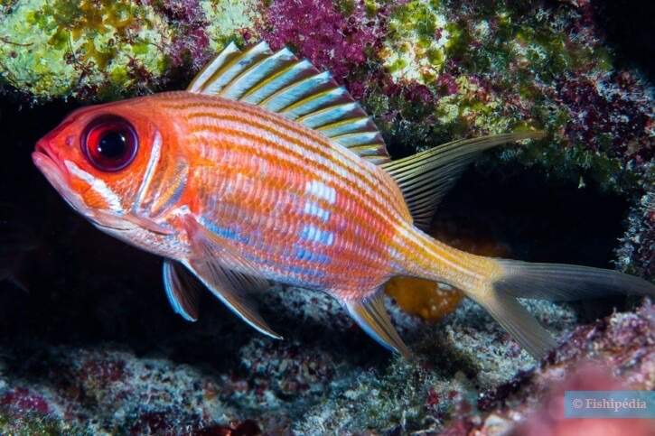 Pinecone Soldierfish