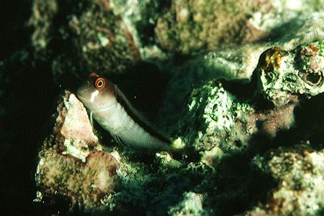 Barred Blenny