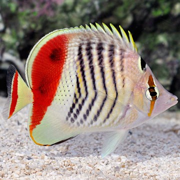 Red Sea Butterflyfish