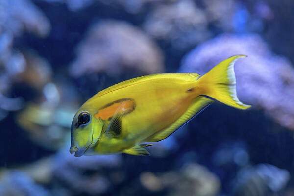 Orange-band Surgeonfish