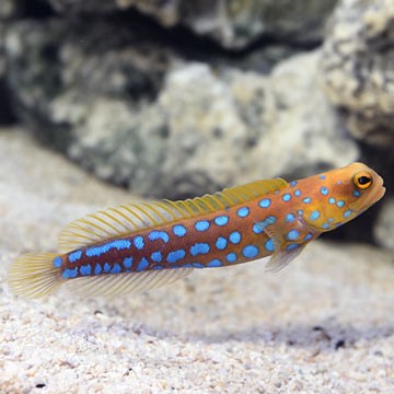 Blue-Spotted Jawfish