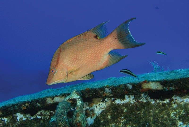 Geographic Wrasse