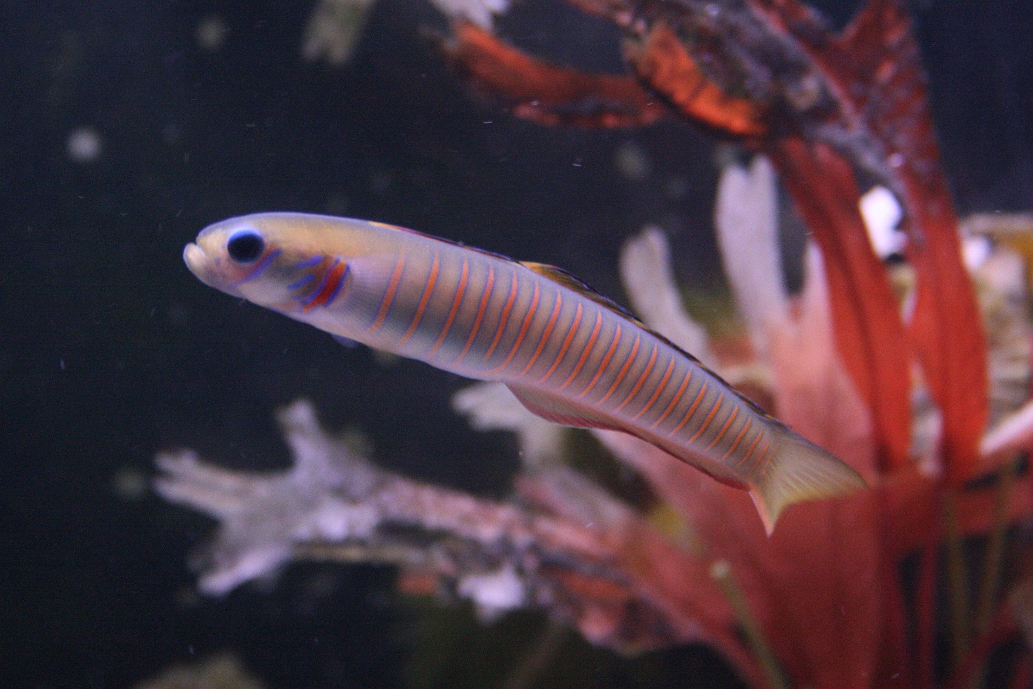 Beautiful Dartfish