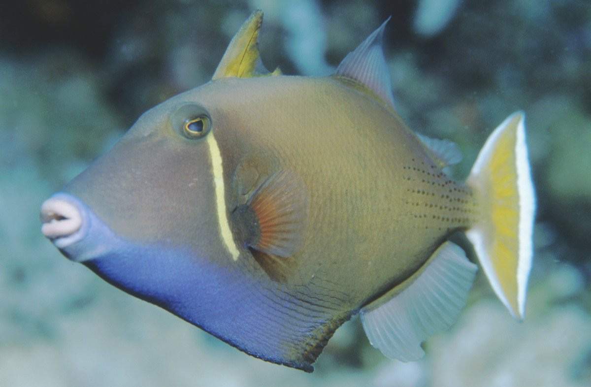 Halfmoon Triggerfish