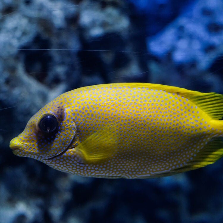 Blue-Spotted Spinefoot