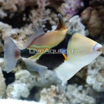 Gray Triggerfish