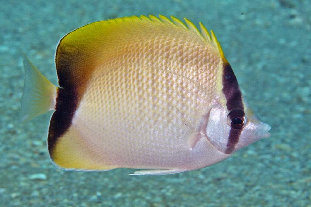 Reef Butterflyfish