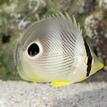 Foureye Butterflyfish