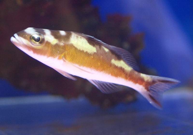 Tobaccofish