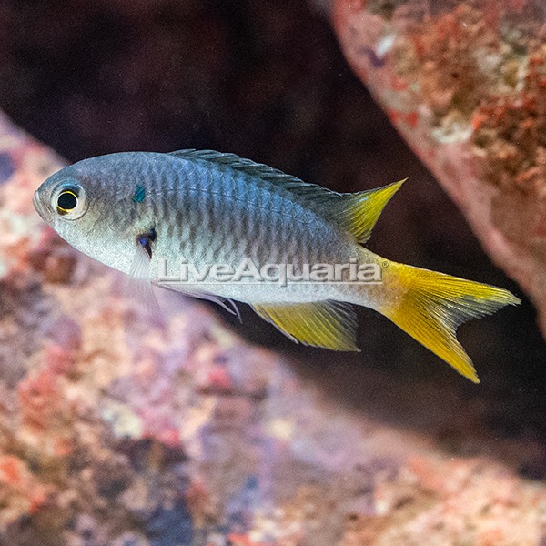 Coral Hind