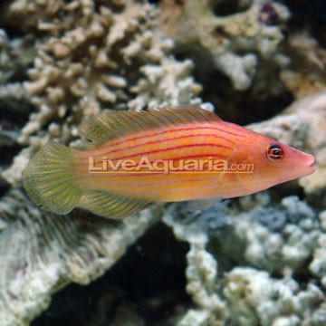 Eight-line Flasher Wrasse