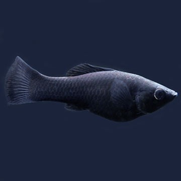 Black Lyretail Molly