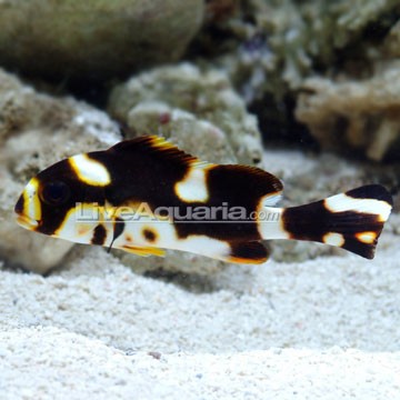 Lyretail Hogfish