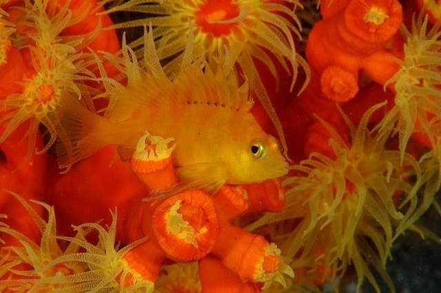 Golden Hawkfish